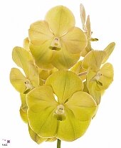 Орхидея Lemon Magic