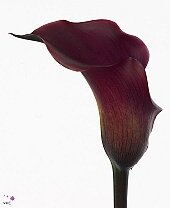 Калла Captain Maori