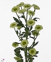 Хризнтема сантини Camoufla...