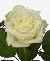 Роза White Naomi